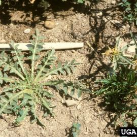 Purple starthistle seedling