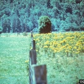 Fence line in a pasture area showing no tansy ragwort flowering stems on the left of the fence and a tansy ragwort infestation on the right side