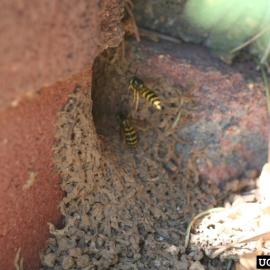Yellowjacket nest entrance in building foundation