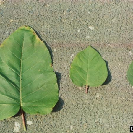 Comparison of large, medium, and small knotweed leaves