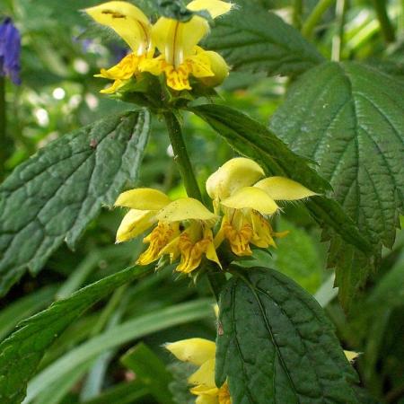 Yellow archangel with whorls of yellow flowers