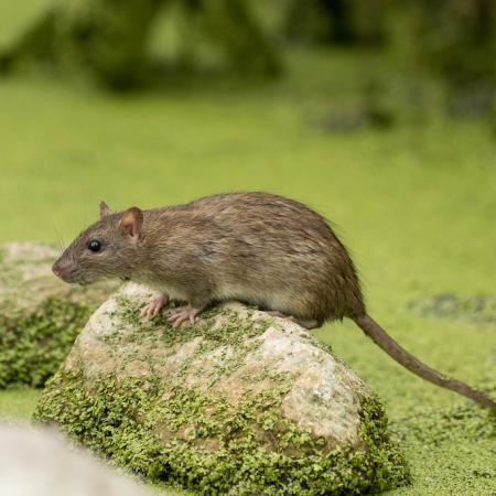 Brown and stocky norway rat