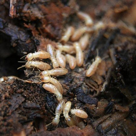Dampwood termites on decomposing wood