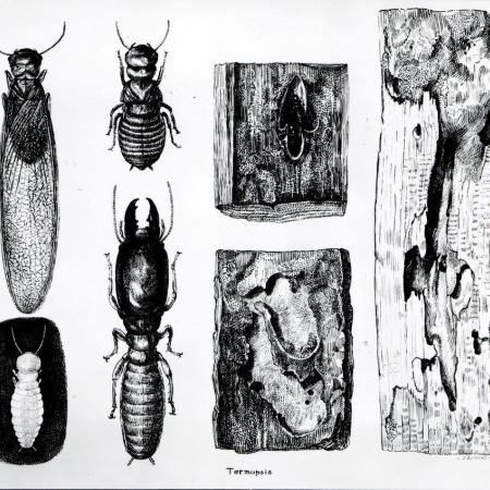 Drawing of dampwood termite life stages