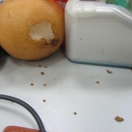 Fruit on counter with rodent gnawing and mess