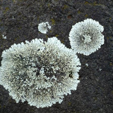 Light-colored lichen growing on a dark surface