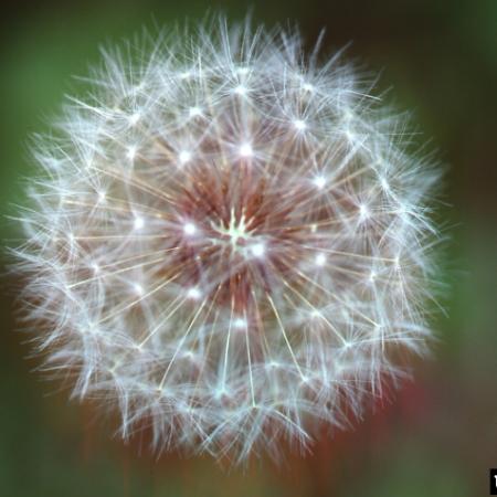 Dandelion puffball or seedhead composed of seeds