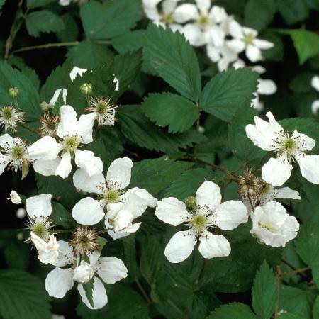 Himalayan blackberry flower and leaves
