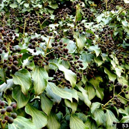 Dense stand of ivy with berries