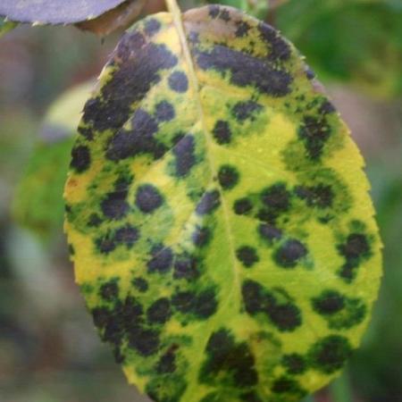 Mottled green and yellow leaf with black spots; the spots have diffuse edges