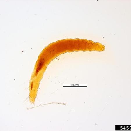 Flea larvae