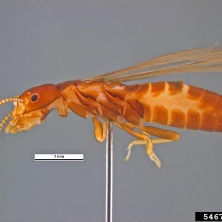 Closeup of winged subterranean termite