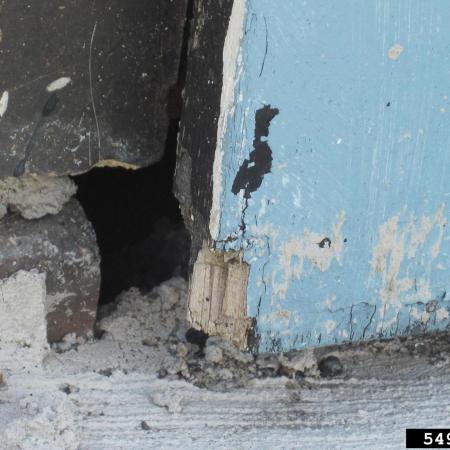 Rat damage and entry point
