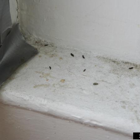 Mouse fecal pellets on white trim in home