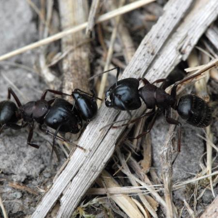 Two carpenter ants