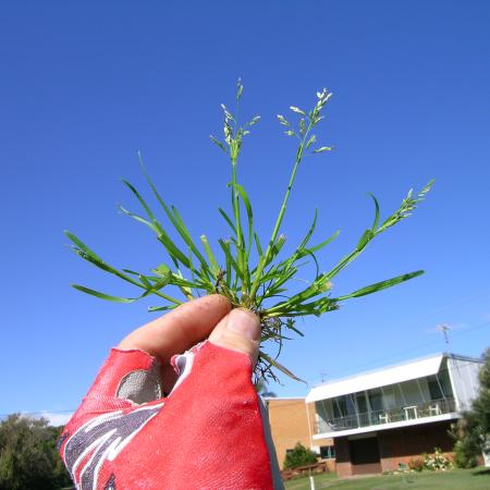 Annual bluegrass plant pulled from ground and held against sky