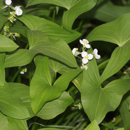 Wapato leaves and white flowers