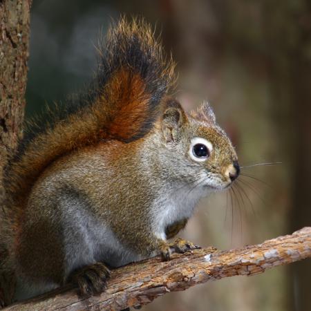 American red squirrel on branch