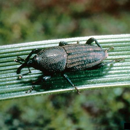 Adult billbug on grass blade