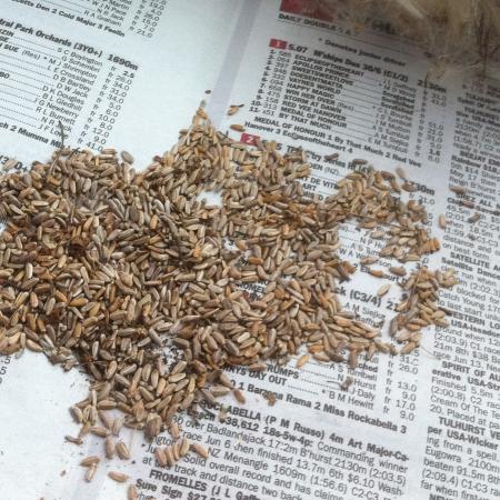Canada thistle seeds on newspaper