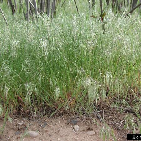 Cheatgrass plants