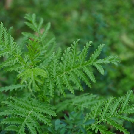 Common tansy leaves