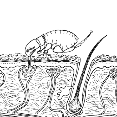 Ctenocephalides adult feeding on skin