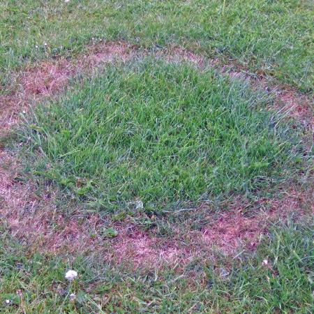 Dead grass in a ring