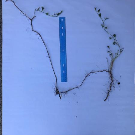 Bindweed stems and roots compared to 1 foot ruler