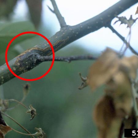 Canker on crabapple branch