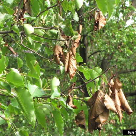 Dead, scorched-looking leaves hanging onto tree