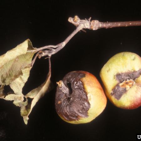 Infected apples with brown and black splotches