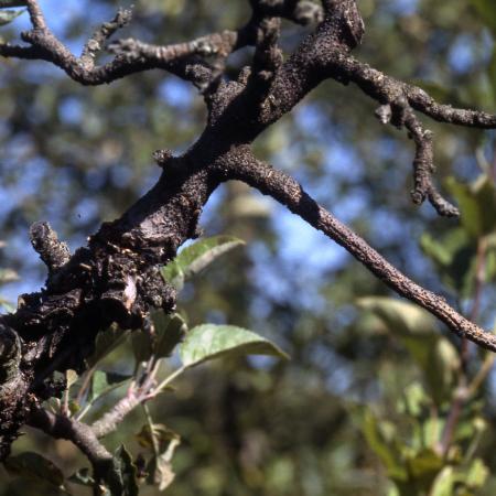 Dead branch beyond swollen canker on pear twig