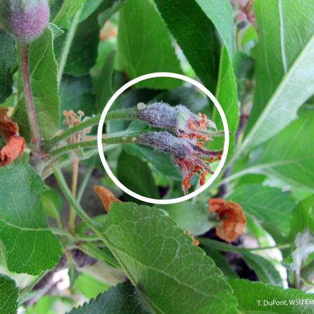 Pale droplets of bacterial ooze leaking from fruit stem