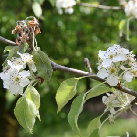 Wilted, dead blossom cluster on flowering pear twig