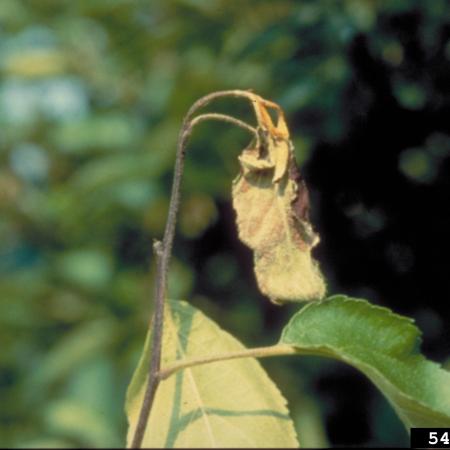 Wilted shoot tip forming the shape of a shepherd’s crook