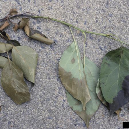 Wilted apple leaves with water-soaked appearance