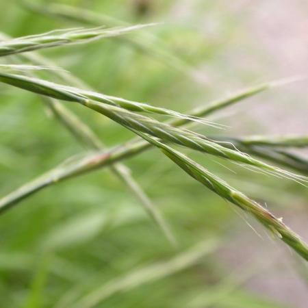 Identifying Smooth Brome, a non-native grass