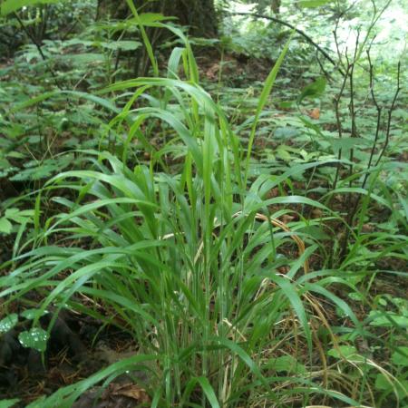 False brome growing in forest understory