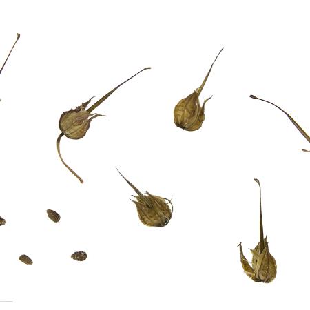 Shiny geranium seed capsules and seeds