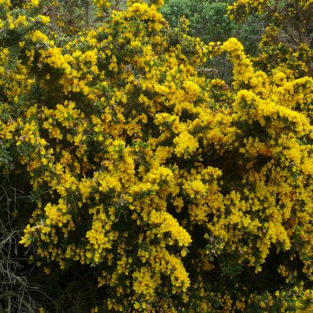 Gorse plant with yellow flowers