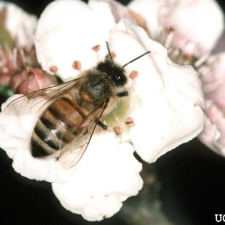 Honey bee on flower