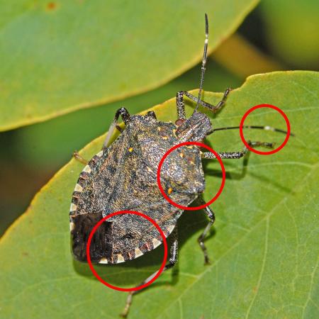 Adult brown marmorated stink bug
