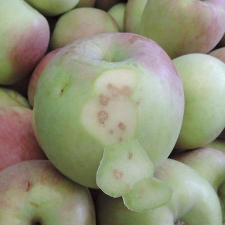 Brown damage on interior of apple