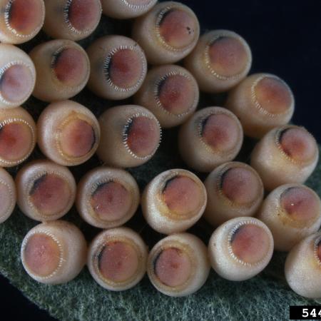 Cluster of eggs