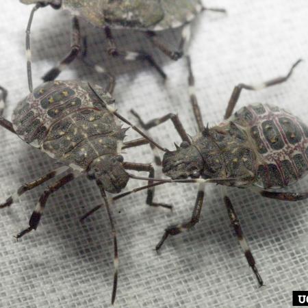 Immature nymphs