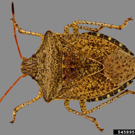 Brown Consperse stink bug
