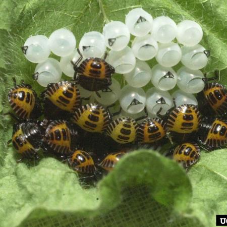 Newly-hatched nymphs