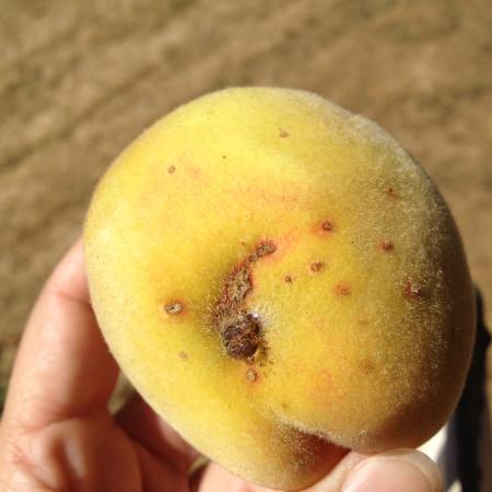 Feeding spots on exterior of peach