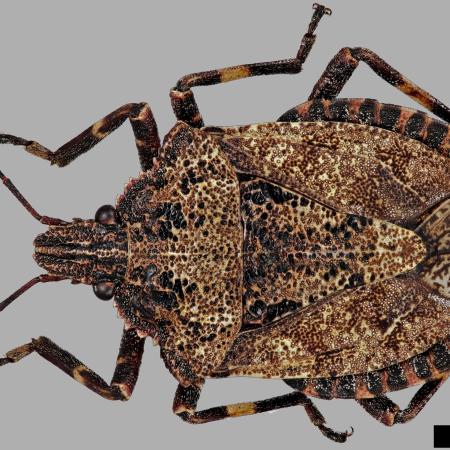 Brown-colored rough stink bug